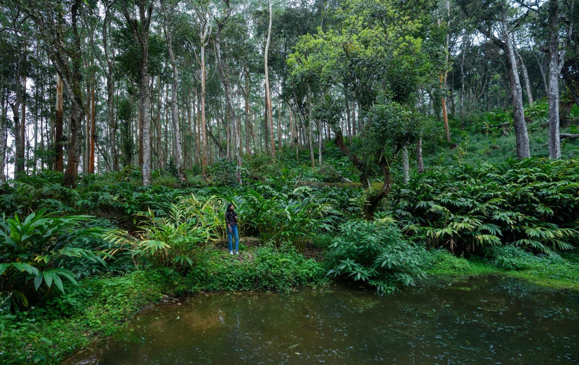 Chinnakanal Fort Munnar מראה חיצוני תמונה