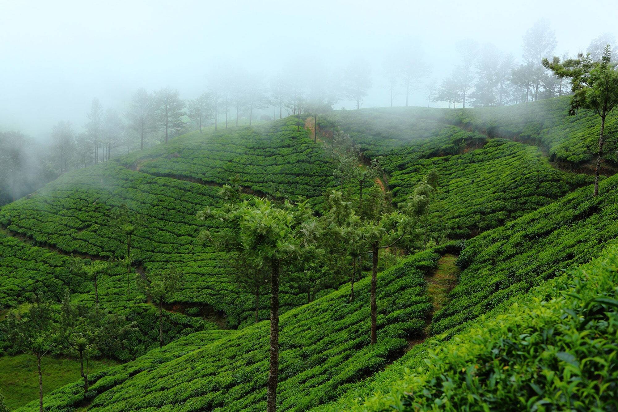 Chinnakanal Fort Munnar מראה חיצוני תמונה