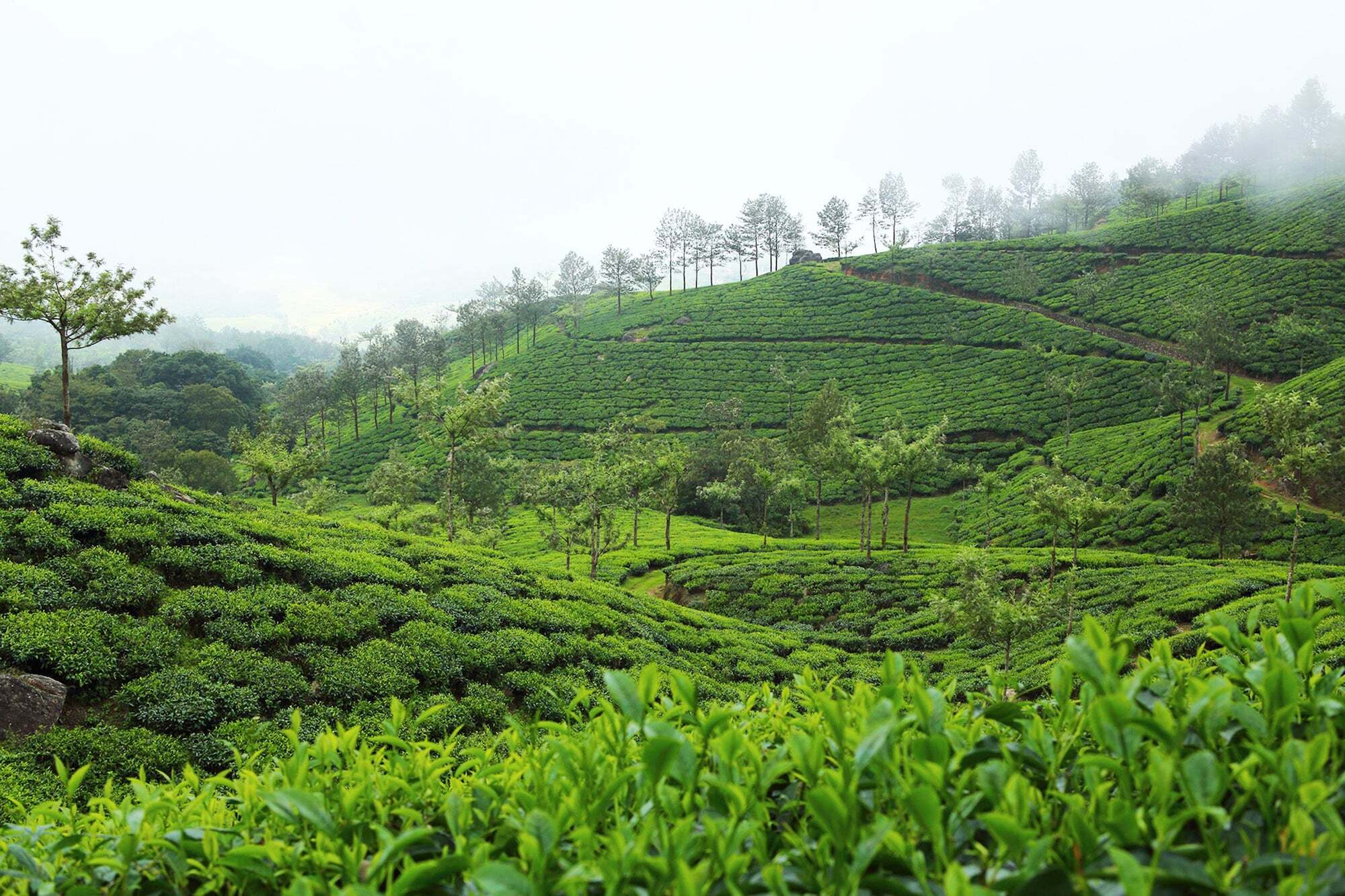 Chinnakanal Fort Munnar מראה חיצוני תמונה
